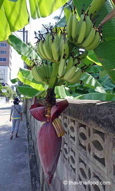 Asiatisches Gemüse Bananenblüte