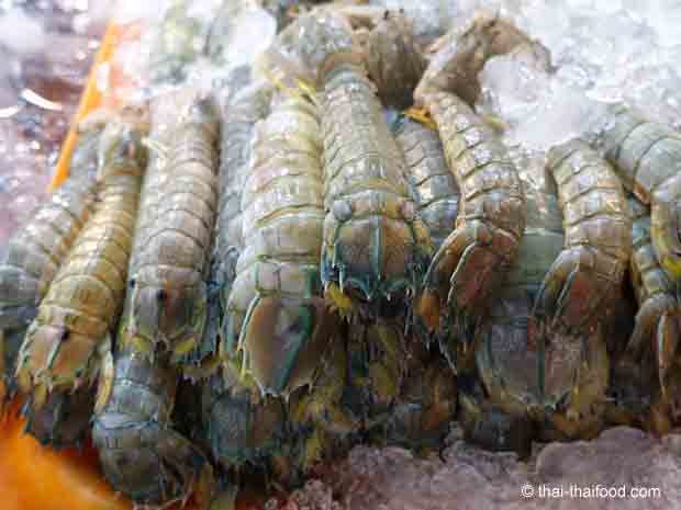thailändische Fangschreckenkrebse