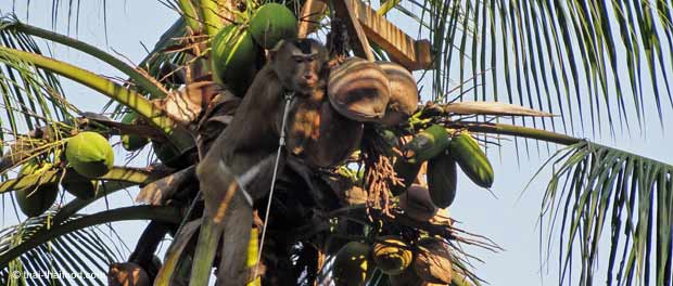 Kokosnussernte mit dressierten Makaken Affen
