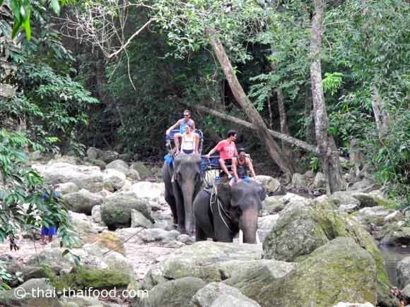Elefanten Tour auf Koh Samui