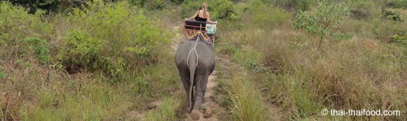 Trekking Tour mit Elefanten