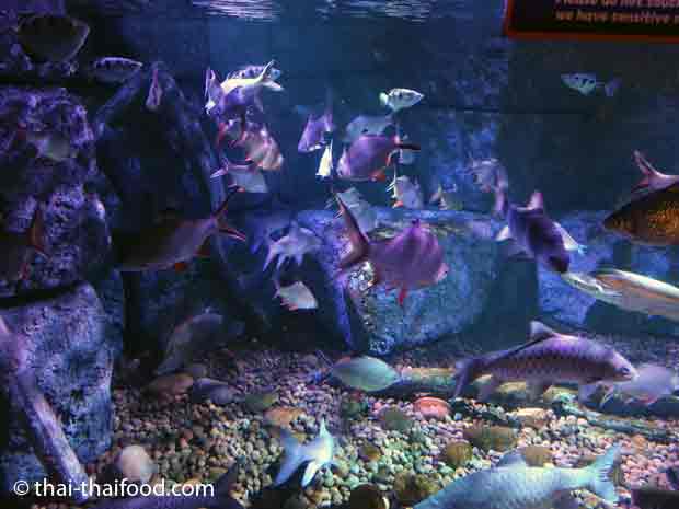 Fische aus dem Regenwald