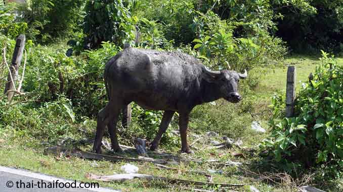 Wasselbüffel in Thailand