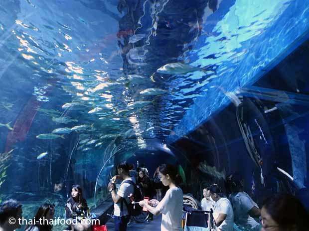 Unterwassertunnel aus Glas