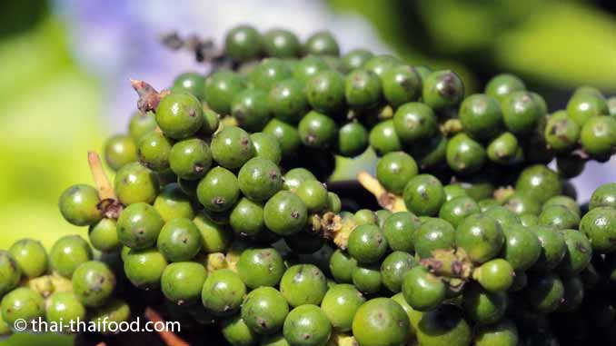 Thai Pfeffer Prik Thai พร กไทย Pfefferpflanze Thai Thaifood De