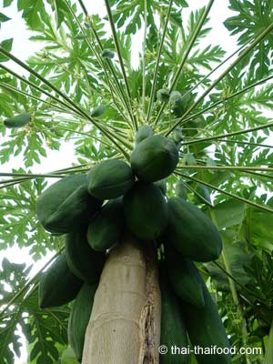 Junge Papayas am Papayabaum