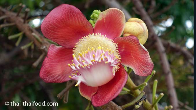 Kanonenkugelbaum Blüte