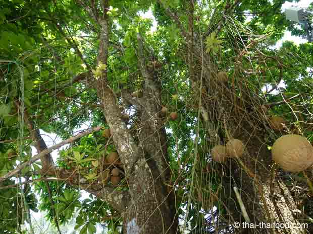 cannonball tree