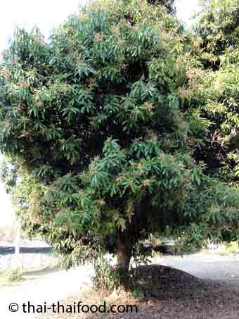 Blühender Mangobaum in Thailand