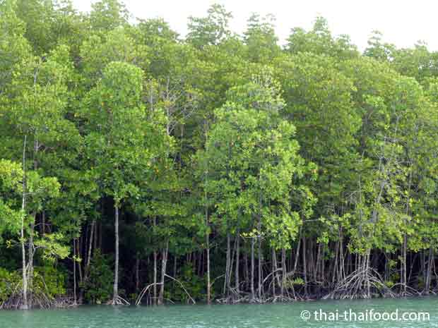 Mangoven Wald am Khlong Bang Rong