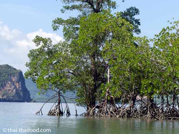 Mangrovenbäume im Wasser