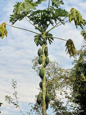 Papayabaum Thailand