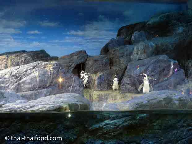 Pinguine im Sea Life Bangkok Ocean World