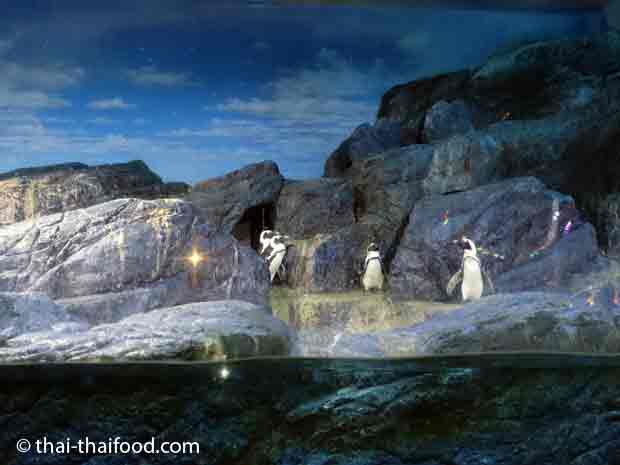 Pinguine im Sea Life Bangkok Ocean World 