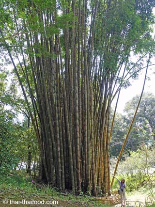 Bambus in Thailand