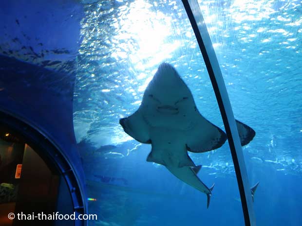 Rochen im Sealife