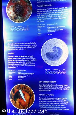 Informationen im Sea Life Bangkok Ocean World