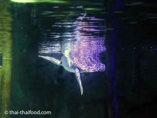 Wasserschildkröte im Sealife Bangkok
