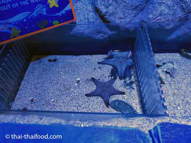 Meeres Streichelzoo im Sea Life Bangkok Ocean World
