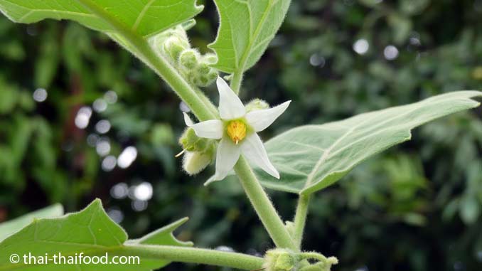 Blüten Solanum Ferox Frucht