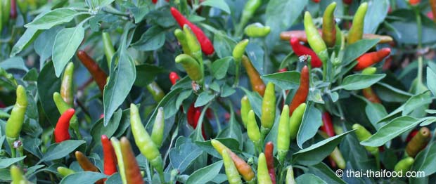 Chilis an der Chilipflanze