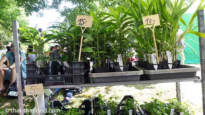 Thailändische Pflanzen kaufen
