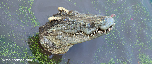 Thailändisches Krokodil