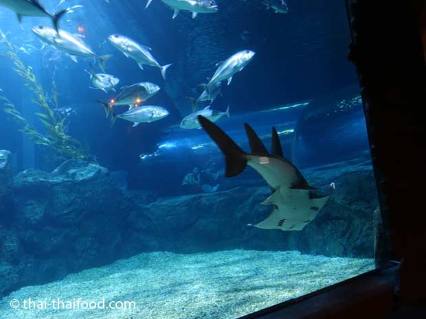 Unterwasser Glasröhre im Sea Life