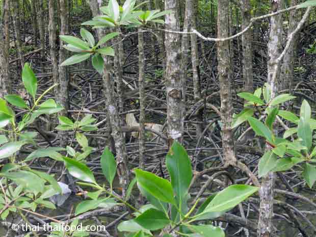 Verflochtene Mangroven Wurzeln