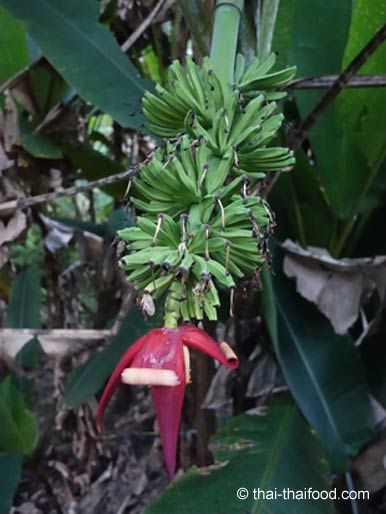 calathea green Calathea Makoyana Peacock, 4