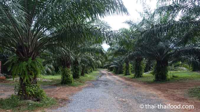 Ölpalmen Plantage für Palmfrüchte auf der Insel Phuket
