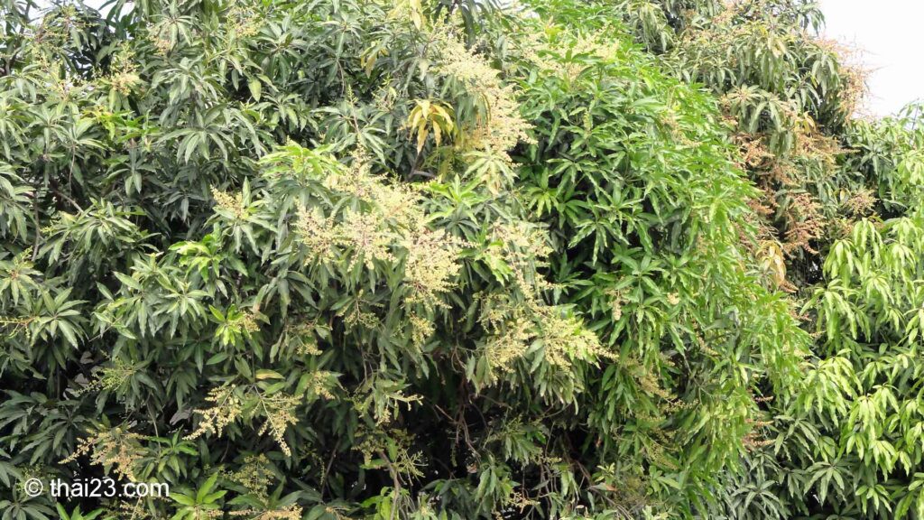 Mangobaum mit vielen Blütenrispen