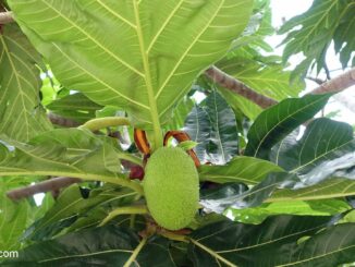 Brotfrucht (Artocarpus altilis)