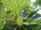 Brotfrucht (Artocarpus altilis)