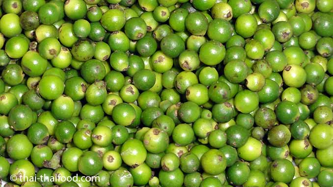 Thai Pfeffer Prik Thai พร กไทย Pfefferpflanze Thai Thaifood De