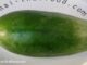 grüne Papaya kaufen