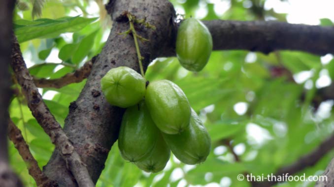 Thailändische Frucht Bilimbi