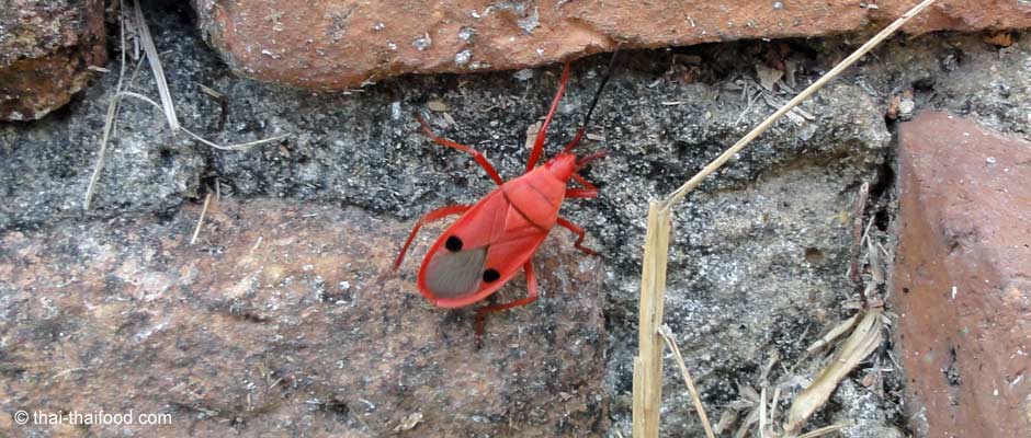 Roter Käfer aus Thailand