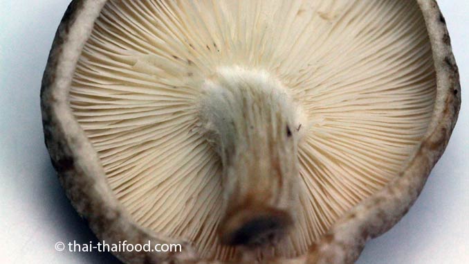 Lamellen des Shiitake Pilzes an der Unterseite des Pilzkopfes