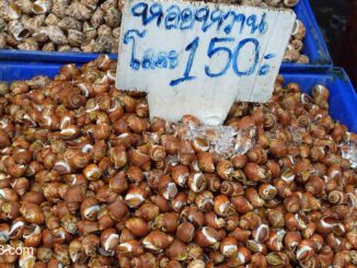 Süße Meeresschnecke Hoi Wan