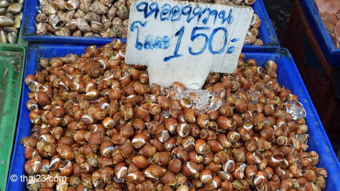 Süße Meeresschnecke Hoi Wan