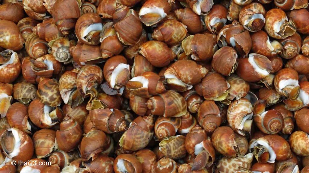 Süße Meeresschnecke (Hoi Wan) | หอยหวาน Thailand