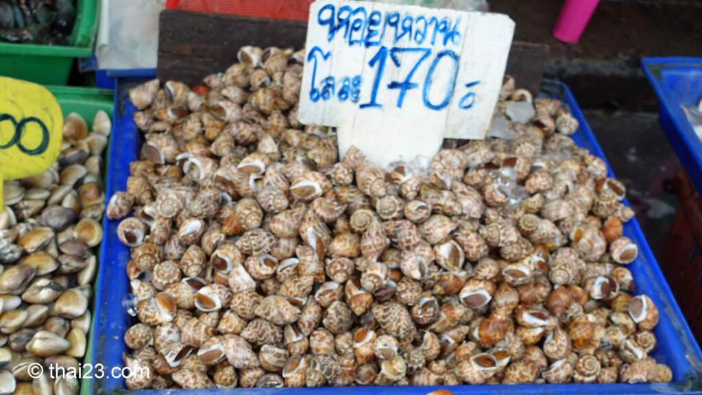 Süße Meeresschnecke (Hoi Wan) | หอยหวาน Thailand