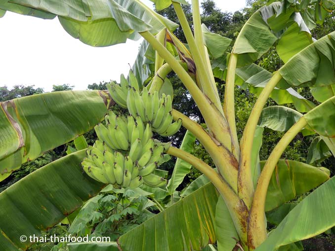 Thai Bananen am Baum